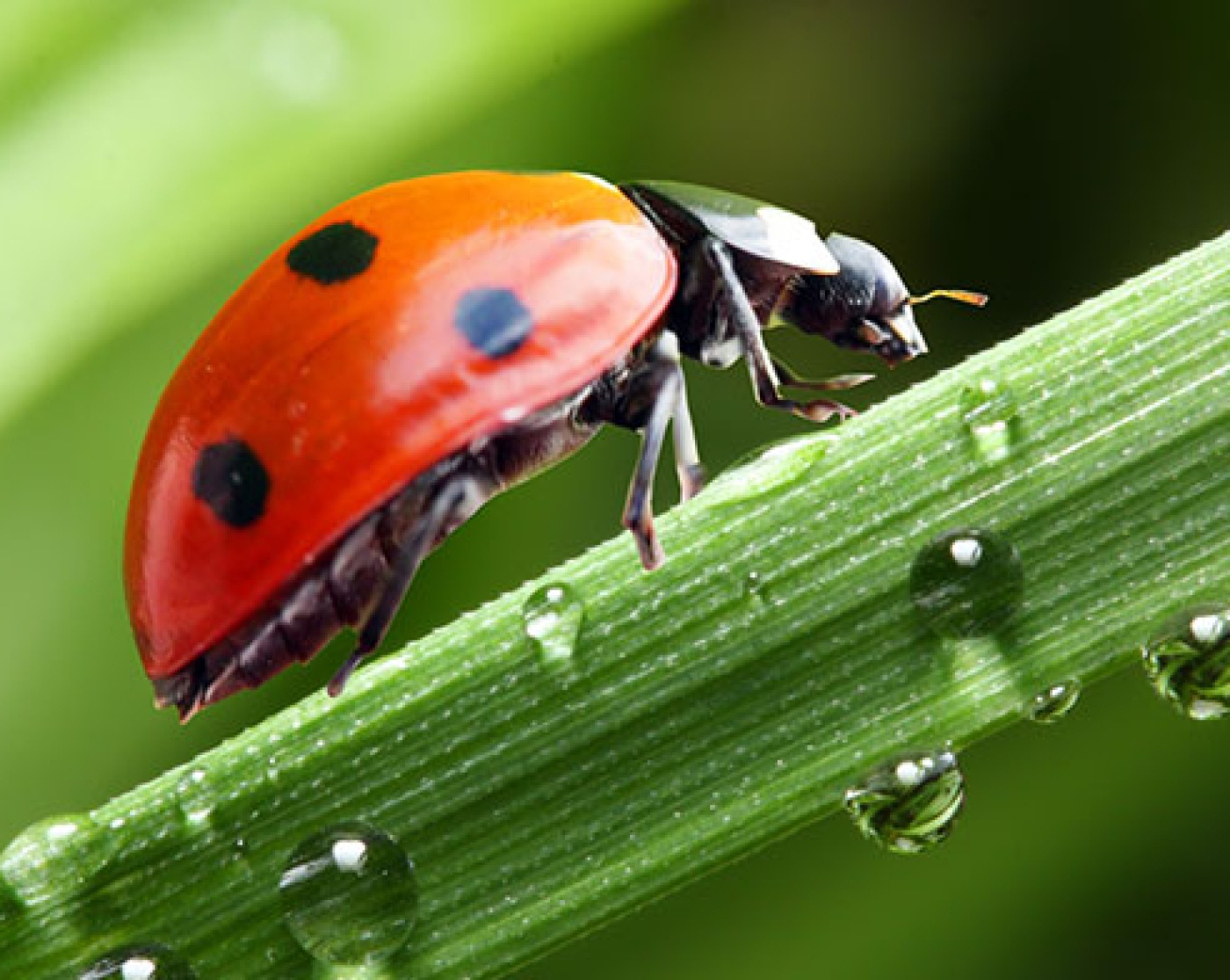 Bild für BUGS BUGS BUGS